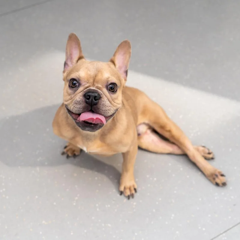 A young small-sized male Yellow / Tan / Blond / Fawn French Bulldog dog named Jase for adoption in New York, NY