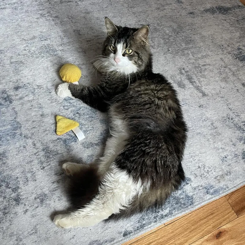 An adult medium-sized male Tabby (Brown / Chocolate) Domestic Long Hair cat named Walnut for adoption in Evanston, IL