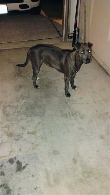 An adult medium-sized female American Staffordshire Terrier dog named Unity for adoption in San Antonio, TX
