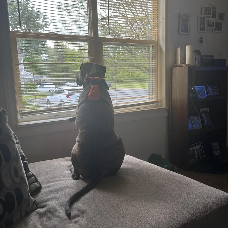 An adult medium-sized male Brindle Boxer dog named Mufasa for adoption in Grand Blanc, MI