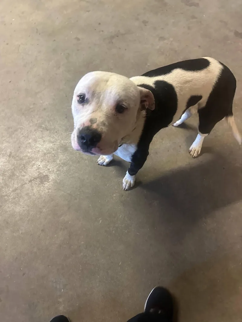 An adult large-sized male Pit Bull Terrier dog named Romeo for adoption in Colorado Springs, CO