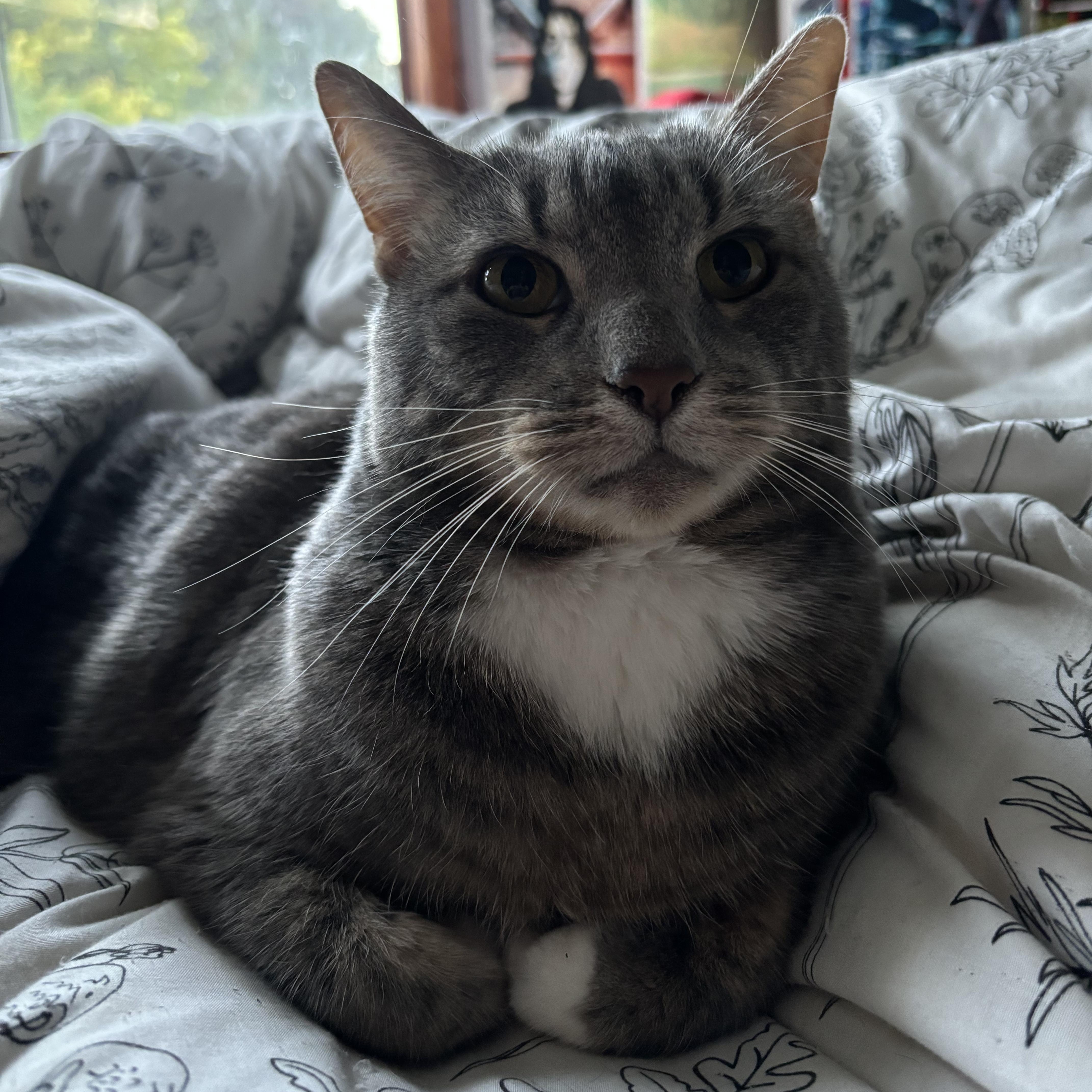 A senior large-sized female Domestic Short Hair cat named Hazel for adoption in Danville, VT