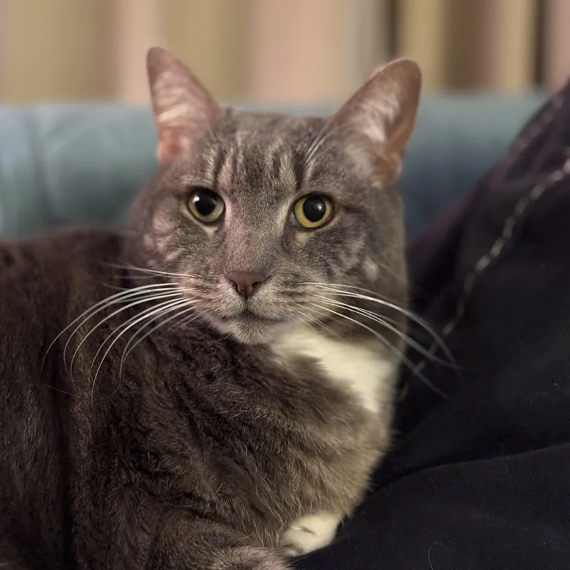 Hazel thumbnail 3