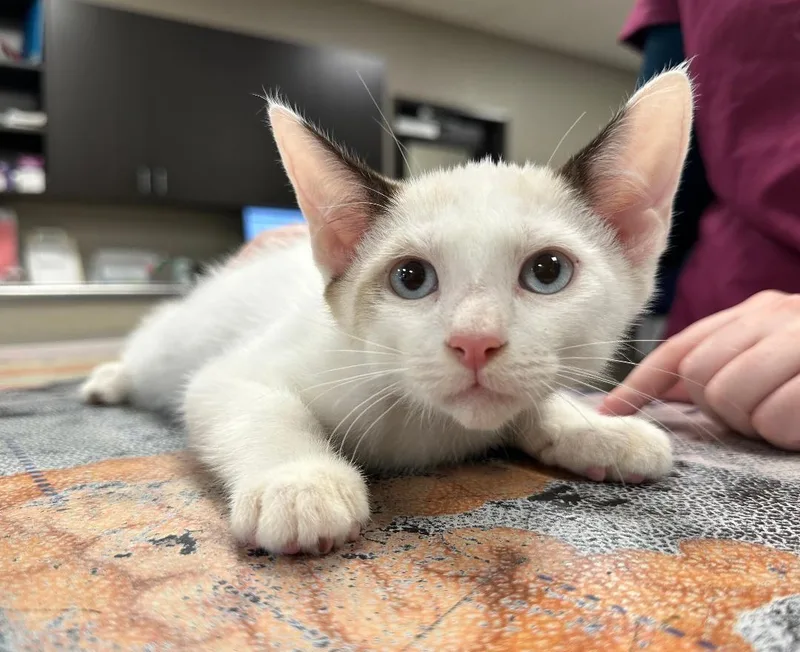 Simon