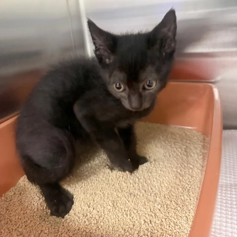 A baby small-sized female Black Domestic Short Hair cat named Ash for adoption in Jupiter, FL