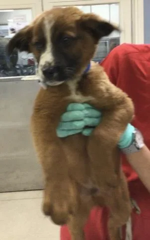 A baby small-sized male German Shepherd Dog dog named Apple for adoption in Riverside, CA