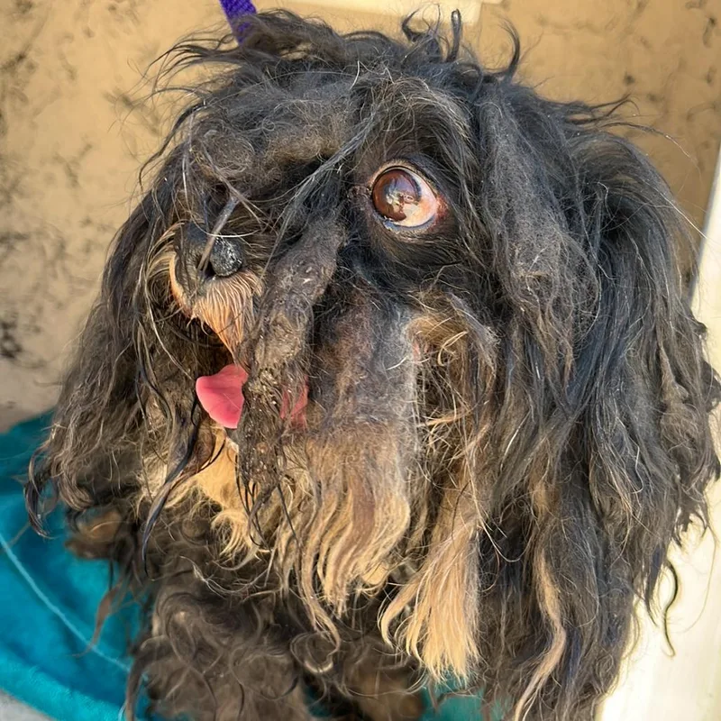 An adult small-sized female Black Maltese dog named Harley for adoption in Henderson, NV