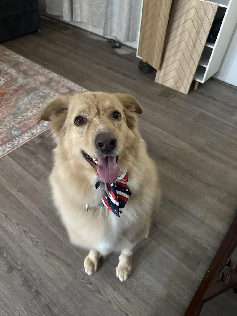 An adult large-sized male Apricot / Beige German Shepherd Dog dog named Broly for adoption in Glendale, AZ