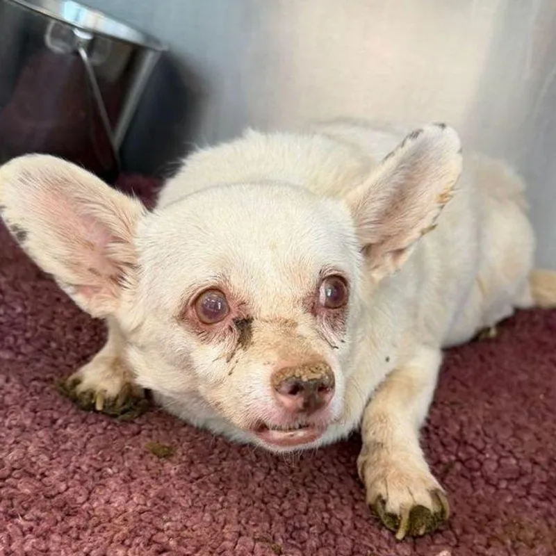 A senior small-sized female Chihuahua dog named Minnie Mouse for adoption in Kingman, AZ