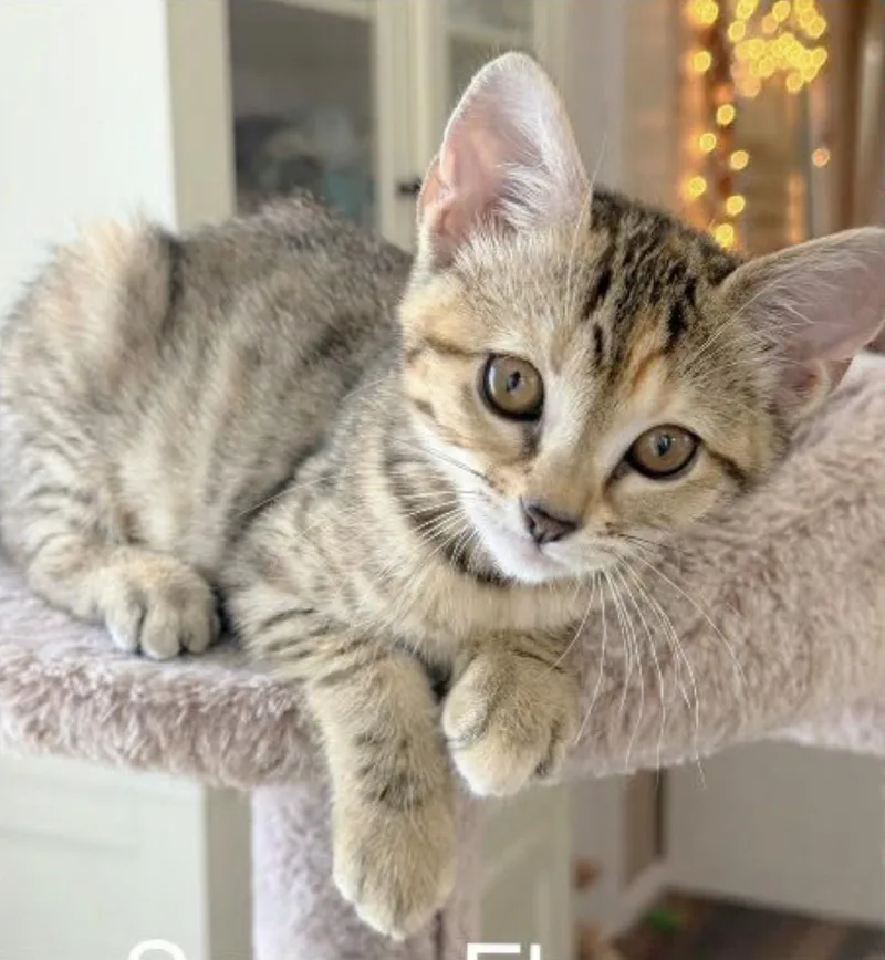 A baby medium-sized female Tabby (Brown / Chocolate) Domestic Short Hair cat named Sunny Flower for adoption in Eugene, OR