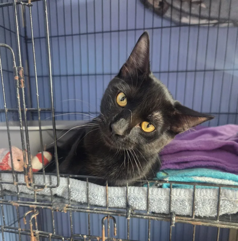 A young medium-sized male Black Domestic Short Hair cat named Catacombs for adoption in Brookings, SD