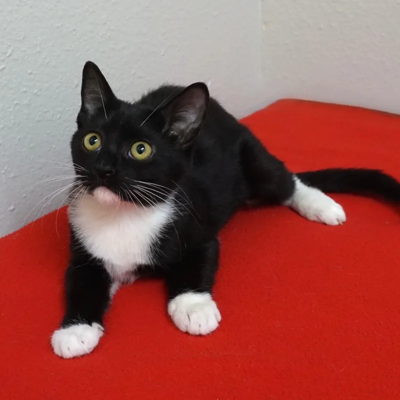 A baby small-sized female Domestic Short Hair cat named Samathe for adoption in Fountain Hills, AZ
