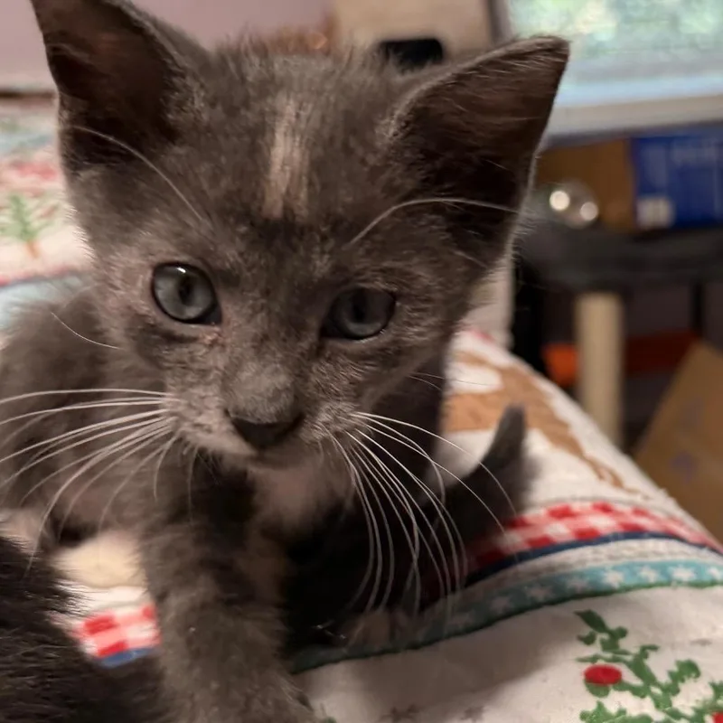 A baby small-sized male Gray / Blue / Silver Domestic Short Hair cat named Half 'Stache Half Pint for adoption in Boerne, TX
