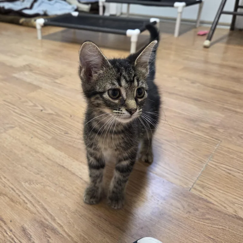 A baby medium-sized female Tabby (Brown / Chocolate) Domestic Short Hair cat named Lori for adoption in Carsonville, MI