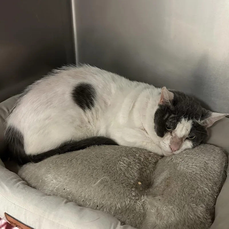 An adult large-sized male White Domestic Short Hair cat named Norman for adoption in Titusville, FL