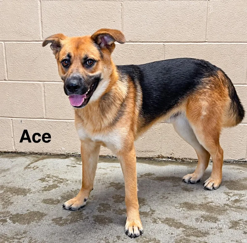 Ace