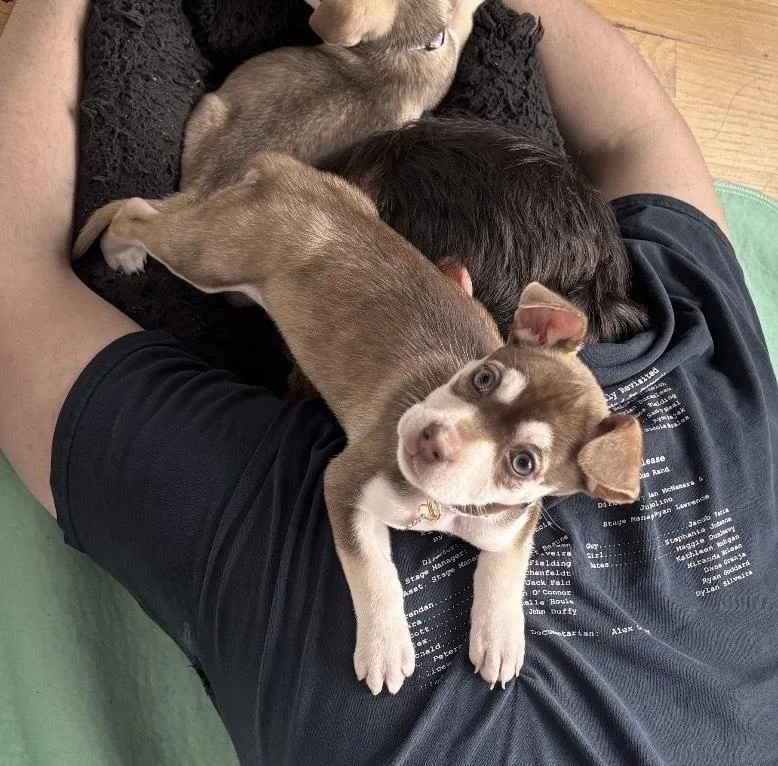 A baby small-sized female Chihuahua dog named Eloise for adoption in Bronx, NY