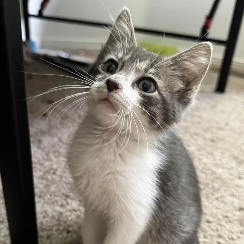A baby small-sized male Brown / Chocolate Domestic Short Hair cat named Sterling for adoption in Layton, UT