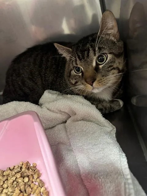 A young large-sized male Domestic Short Hair cat named Bubba for adoption in Killeen, TX