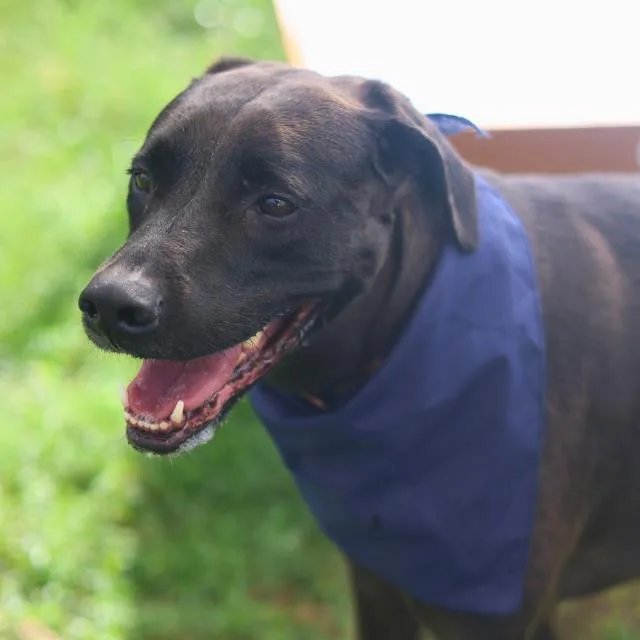 An adult medium-sized female Labrador Retriever dog named Merlina for adoption in San Antonio, TX