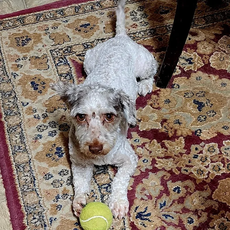 A young small-sized male White / Cream Miniature Poodle dog named Igor for adoption in Las Vegas, NV