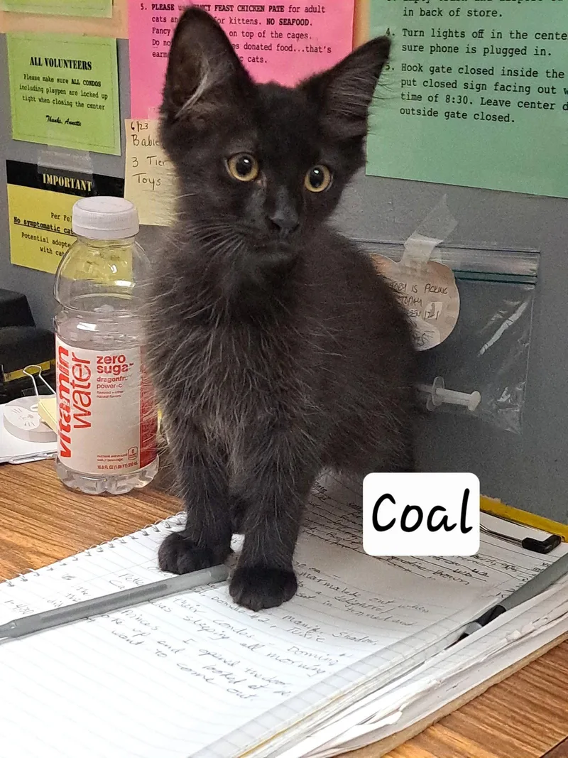 A baby medium-sized male Domestic Long Hair cat named Coal: DLHDC for adoption in Greenville, DE