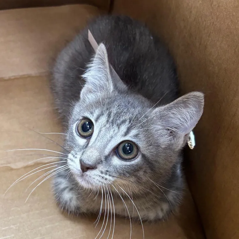 A baby small-sized female Domestic Short Hair cat named Dot for adoption in Jacksonville, FL