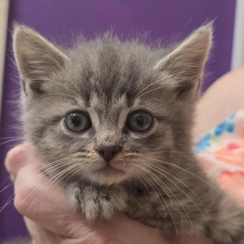 A baby small-sized male Gray / Blue / Silver Domestic Short Hair cat named Ryan for adoption in Alexandria, VA