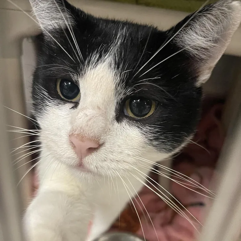 An adult large-sized male Black Domestic Short Hair cat named Billy for adoption in Mentor, OH
