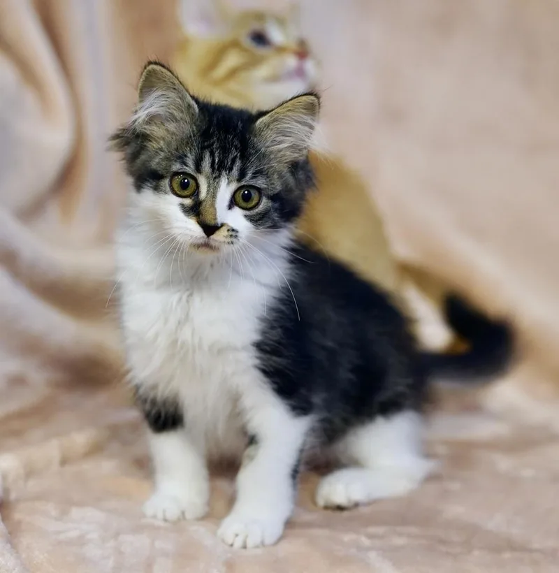 A baby small-sized female Black & White / Tuxedo Maine Coon cat named Guadalupe for adoption in Chicago, IL