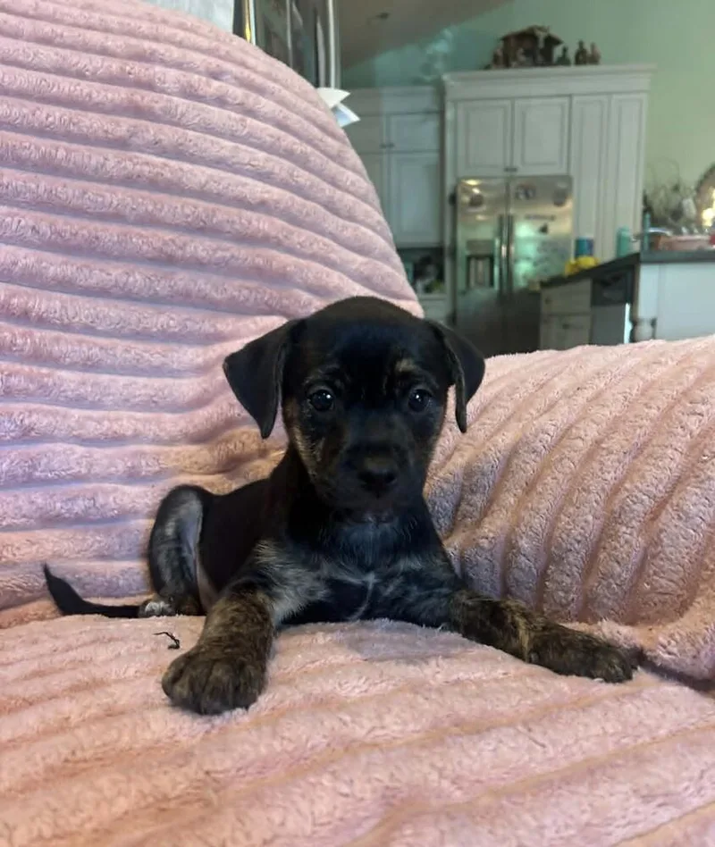 Winston