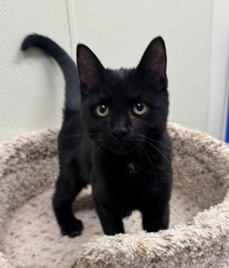 A baby medium-sized male Domestic Short Hair cat named Vincent for adoption in Sandusky, OH