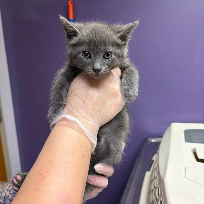 A baby small-sized male Gray / Blue / Silver Domestic Short Hair cat named Steely McBeam for adoption in Newark, NJ