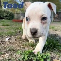 Toad thumbnail 2