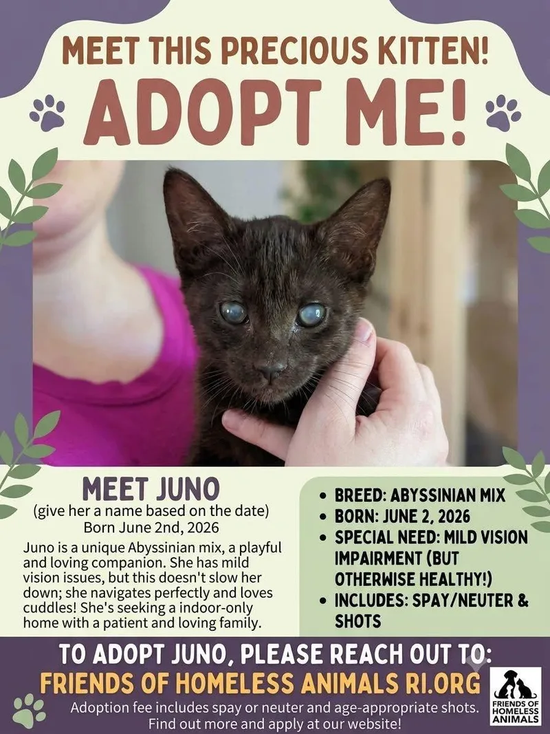 A baby small-sized female Abyssinian cat named Juno C OS Nelson for adoption in Saunderstown, RI