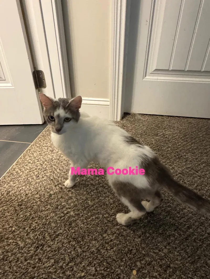 A baby small-sized female Black & White / Tuxedo Domestic Short Hair cat named Mama Cookie for adoption in Clarksville, TN