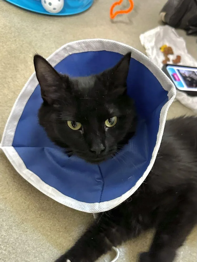 A young small-sized female Black Domestic Short Hair cat named Dodge for adoption in Alexandria, VA