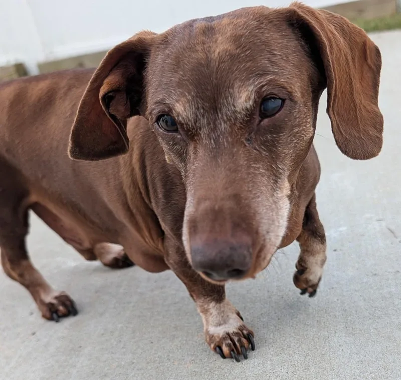 Cooper in TN thumbnail 4