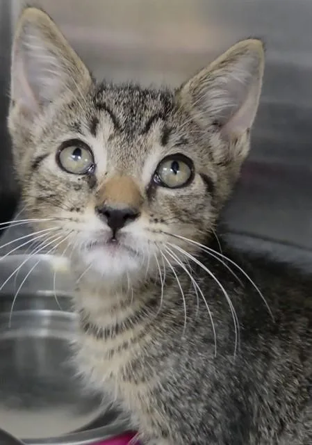 A baby small-sized male Domestic Short Hair cat named Callum for adoption in Fort Lauderdale, FL