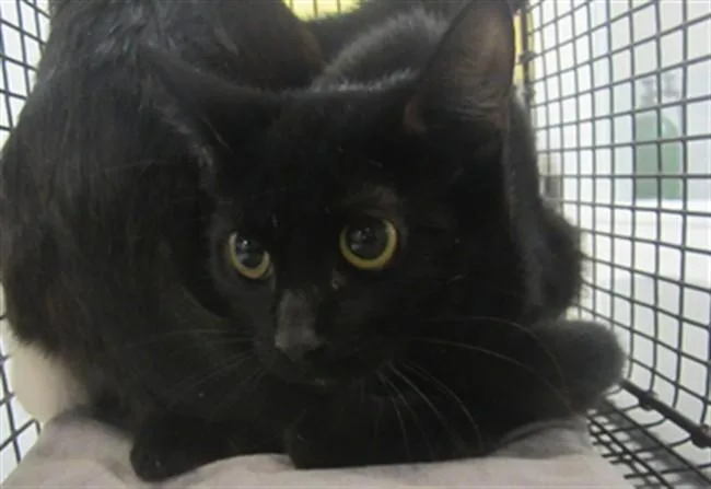 A young small-sized female Domestic Short Hair cat named Pashmina for adoption in Los Angeles, CA