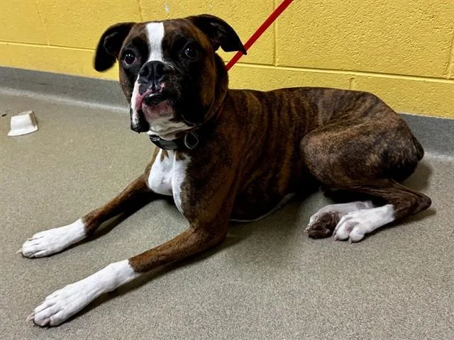 A young medium-sized male Boxer dog named Kash for adoption in Colorado Springs, CO