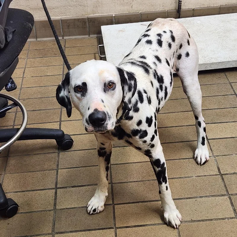 An adult medium-sized male White / Cream Dalmatian dog named Toliver for adoption in Alexandria, VA