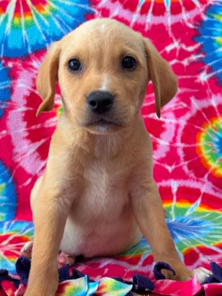 A baby small-sized male Labrador Retriever dog named Frank for adoption in Warrenton, NC