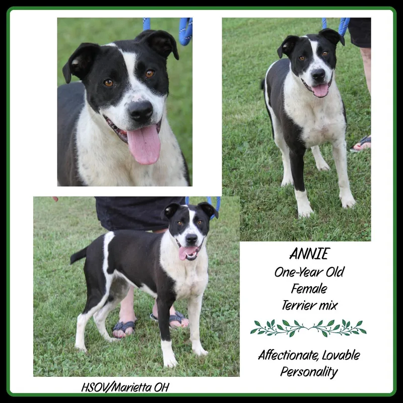 Annie thumbnail 2