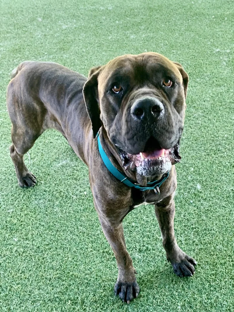 Chicklet thumbnail 2