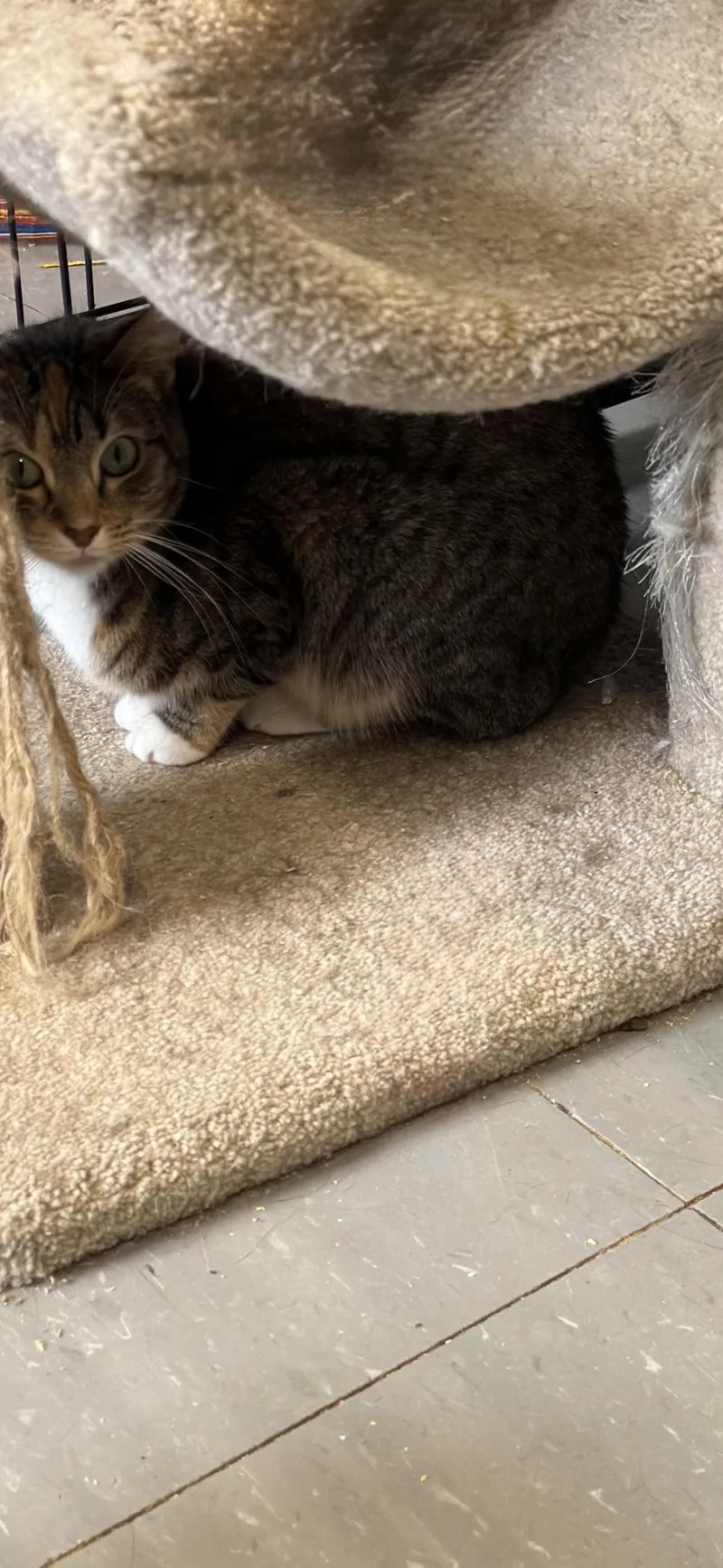 An adult small-sized female Tabby (Tiger Striped) Domestic Short Hair cat named Diamond and Dottie for adoption in Hoopeston, IL