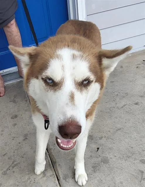 A young medium-sized female Husky dog named Ella for adoption in San Antonio, TX