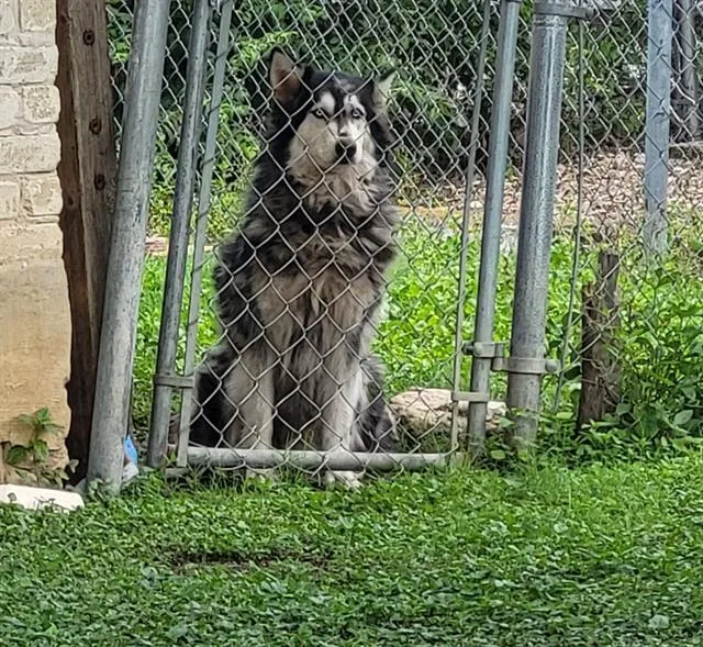 An adult medium-sized female Alaskan Malamute dog named Riah for adoption in San Antonio, TX