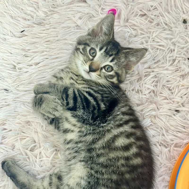 A baby medium-sized male Tabby (Brown / Chocolate) Domestic Short Hair cat named Romano for adoption in Pontiac, MI