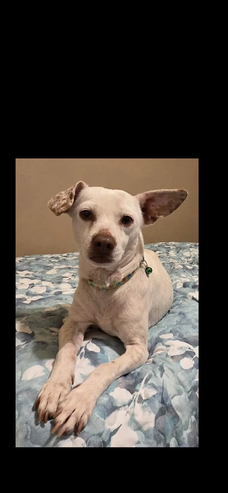 A young small-sized female White / Cream Chihuahua dog named Sam for adoption in Hamden, CT